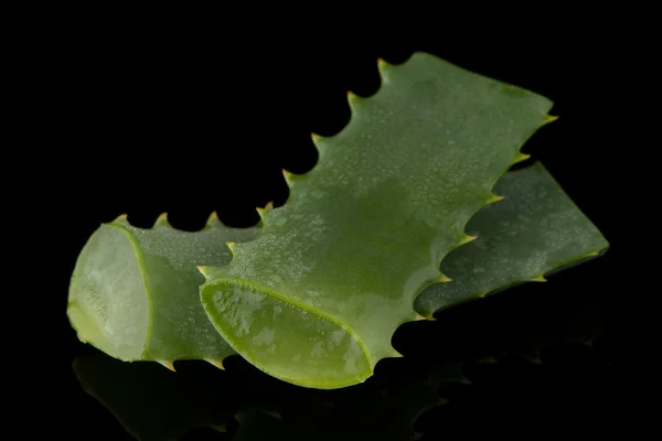 Нарізаний листя алое — стокове фото