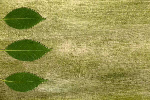 Камелия листья на зеленом — стоковое фото