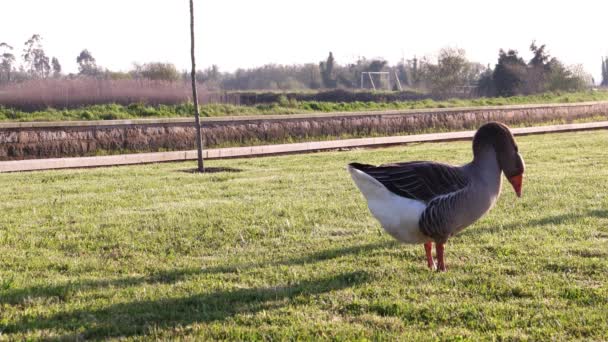 Graugans auf grünem Gras — Stockvideo