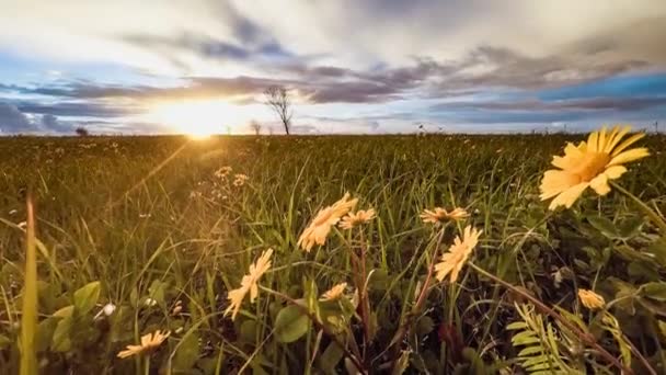 Flores margaridas amarelas floridas — Vídeo de Stock