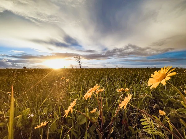 黄色のデイジーの花の開花 — ストック写真