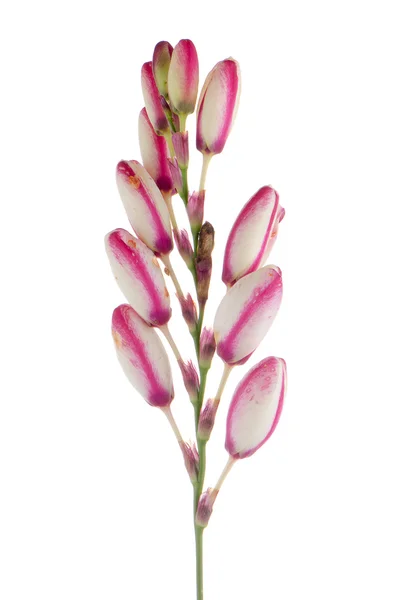 Pink and white lilies — Stock Photo, Image