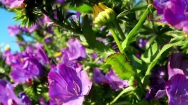 Çiçekleri mor viper's bugloss