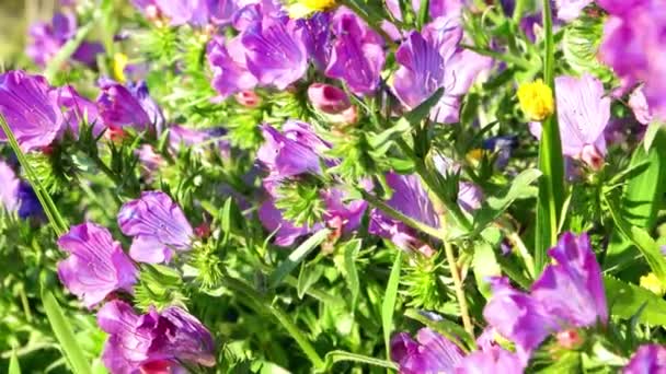 Flores de bugloss víbora roxa — Vídeo de Stock