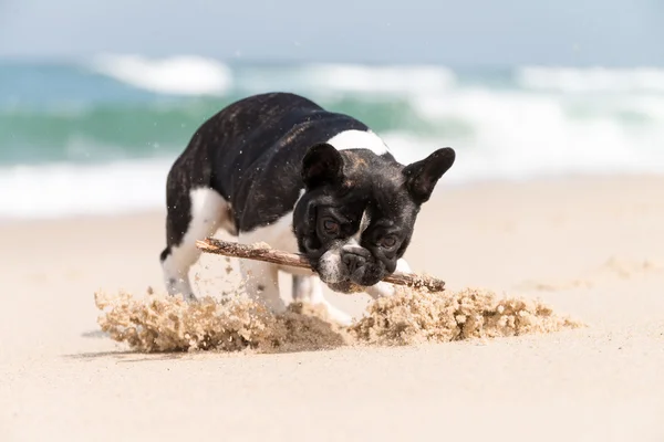 Franse bulldog op het strand — Stockfoto