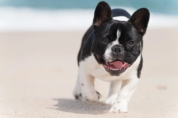 在海滩上的法国斗牛犬 — 图库照片