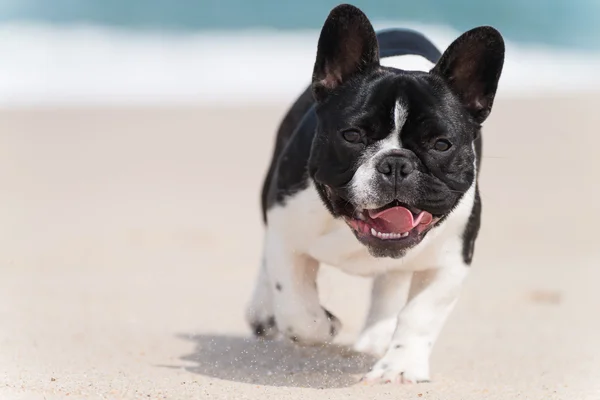 Buldog francuski na plaży — Zdjęcie stockowe