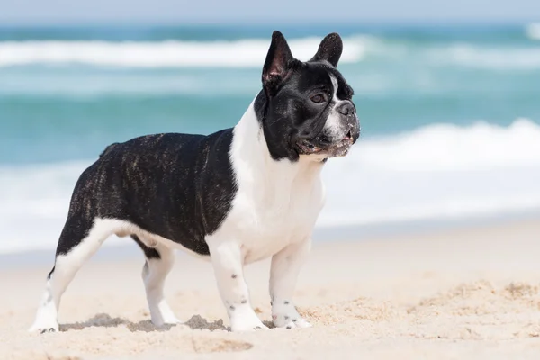 Francia bulldog a strandon — Stock Fotó