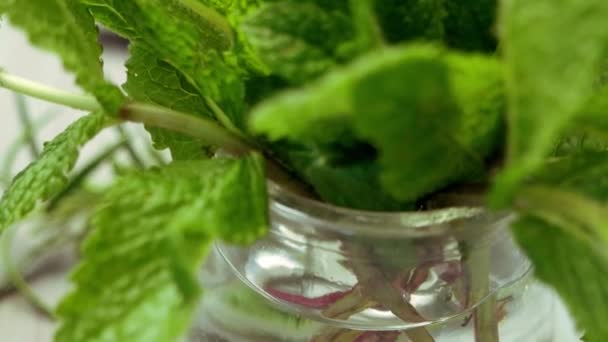 Mint leaves on a glass jar — Stock Video