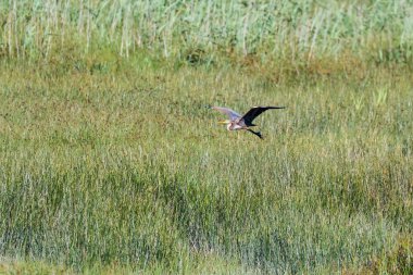 Vahşi kırmızımsı ak balıkçıl 