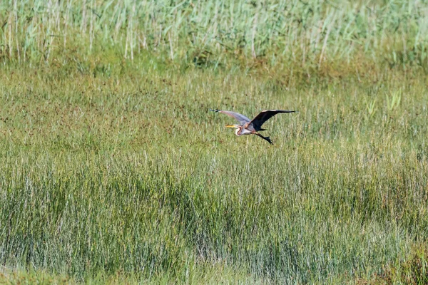 Wild Reddish Egret — Stock Photo, Image