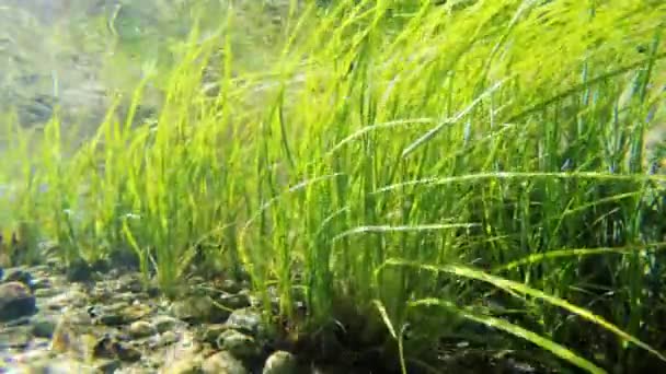 Underwater ogräs försiktigt vajande — Stockvideo