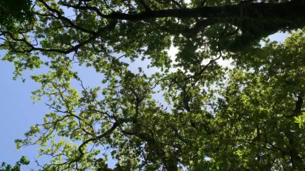 Pohled Lesa Pov Skrz Vrcholky Stromů Slunce Svítí Skrz Listí — Stock video