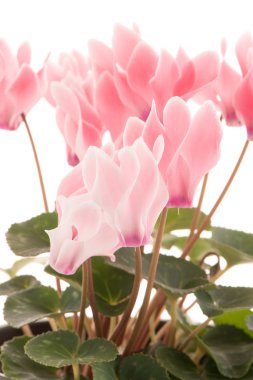 güzel pembe Siklamen çiçeği