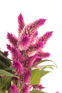 cockscomb celosia spicata bitki