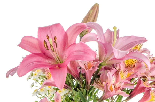 Pink lilies — Stock Photo, Image