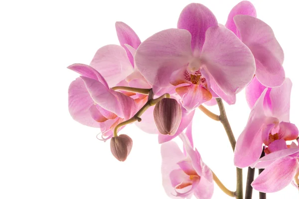 Hermosa orquídea rosa — Foto de Stock