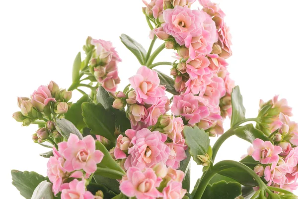 Kalanchoe calandiva květiny — Stock fotografie