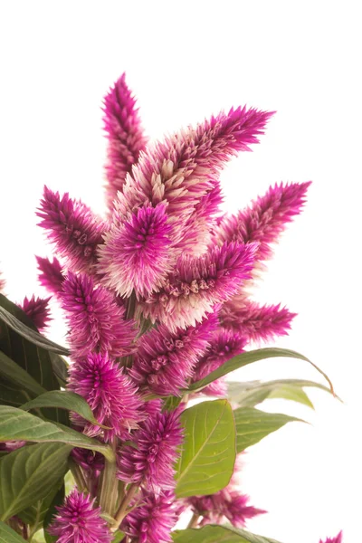 Cockscomb celosia spicata bitki — Stok fotoğraf