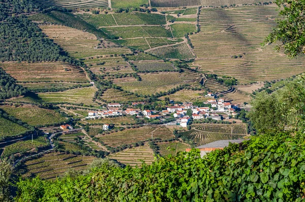 Viiniköynnökset Douro Valley — kuvapankkivalokuva