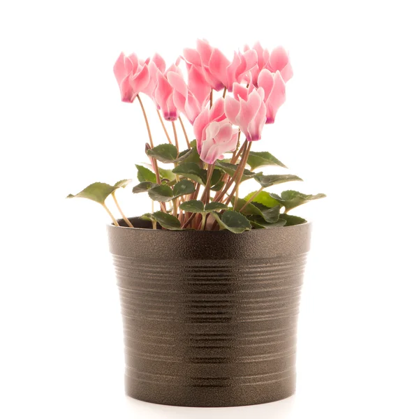Beautiful pink Cyclamen flower — Stock Photo, Image