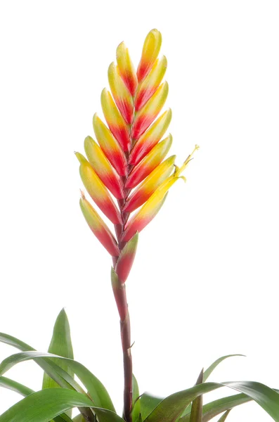 Bromelia bloem — Stockfoto