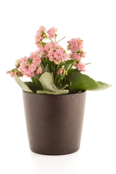 Kalanchoe calandiva virágok — Stock Fotó