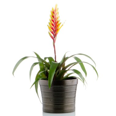 bromelia çiçek