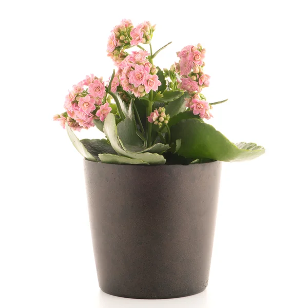 Kalanchoe Calandiva flowers — Stock Photo, Image