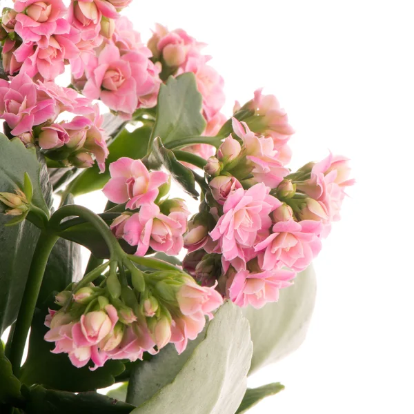 Växtstubbar calandiva blommor — Stockfoto