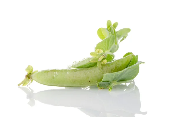 Cápsula de ervilha verde fresca — Fotografia de Stock