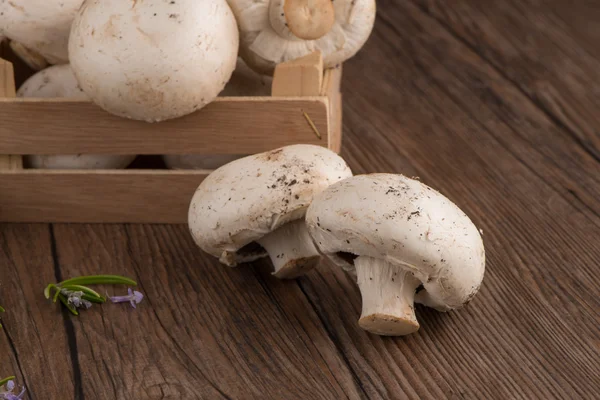 Champignons in a wooden box — Stock Photo, Image