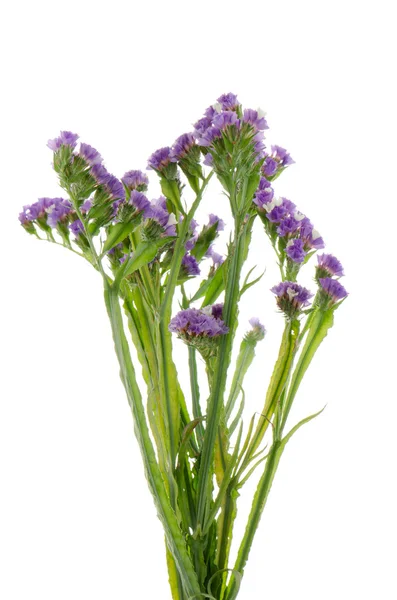 Purple statice flowers — Stock Photo, Image