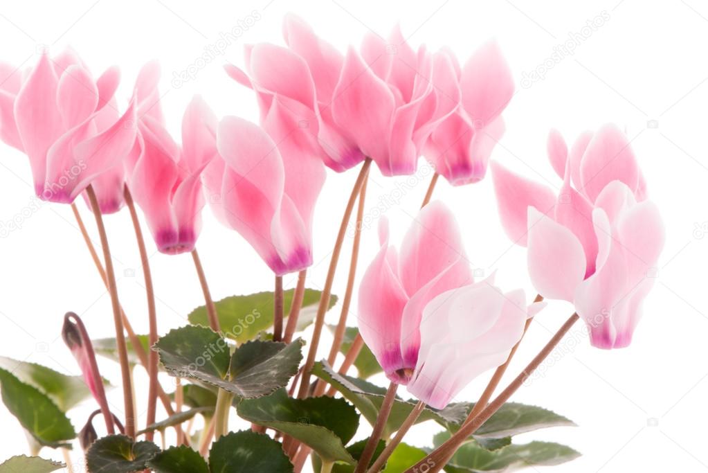 Fotos de Bela flor de ciclame rosa, Imagens de Bela flor de ciclame rosa  sem royalties | Depositphotos