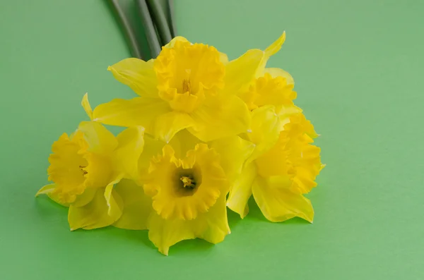 Jonquil blommor — Stockfoto