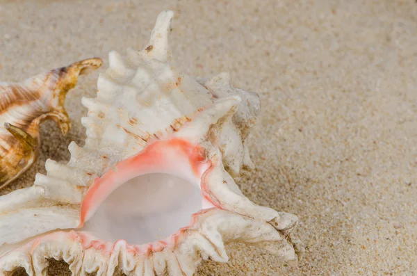 Conchs ve kabukları — Stok fotoğraf