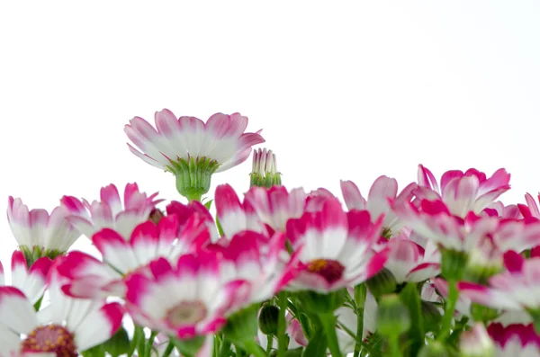 Belles fleurs roses et herbe verte — Photo