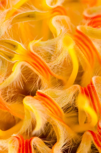 Nadelkissen-Protea — Stockfoto