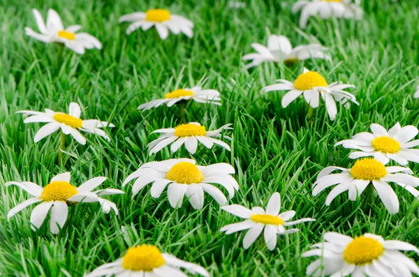 Gänseblümchen auf Gras — Stockfoto