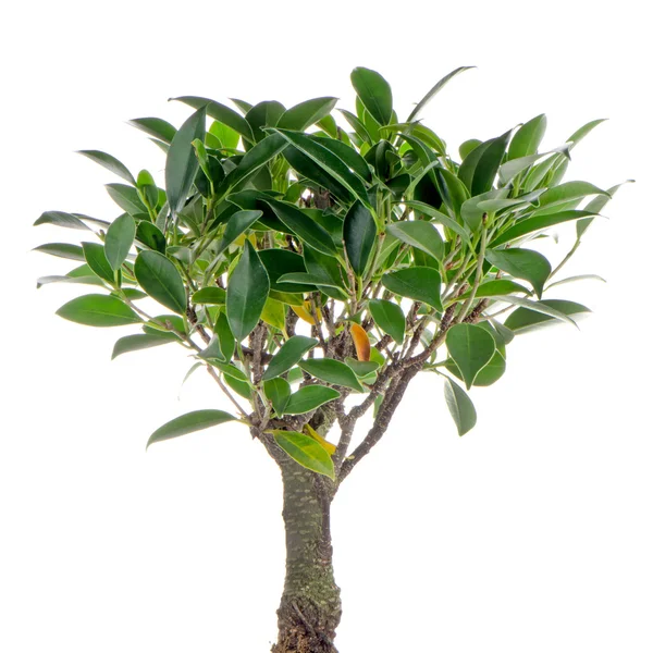 Chinese groene bonsai boom — Stockfoto