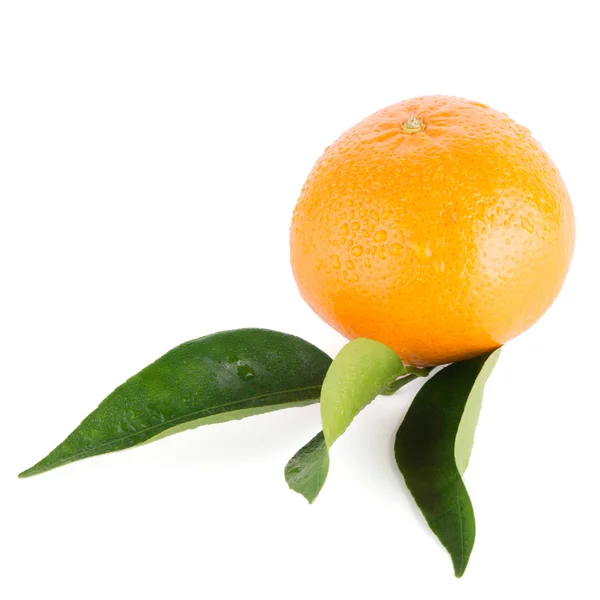 Rijp tangerine of Mandarijn — Stockfoto