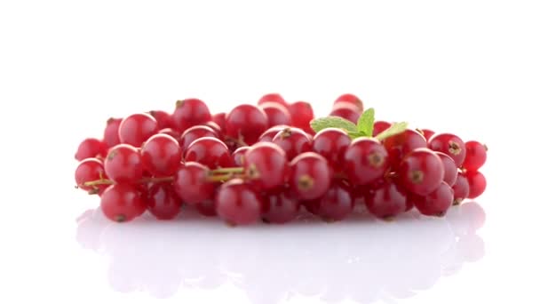 Red Currants — Stock Video