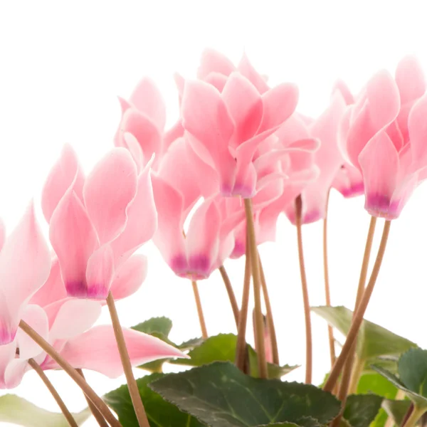 สวยงามสีชมพู Cyclamen ดอกไม้ — ภาพถ่ายสต็อก