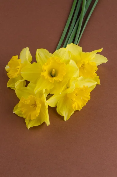 Jonquil flowers — Stock Photo, Image