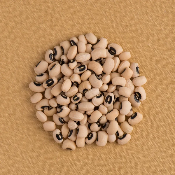 白豆のサークル — ストック写真