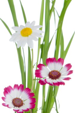 güzel pembe çiçekler ve yeşil çimen