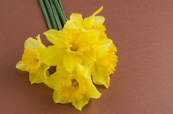 Блідо-жовтий колір квіти — стокове фото