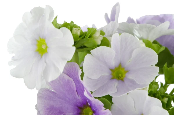 Bellissimo fiore viola — Foto Stock