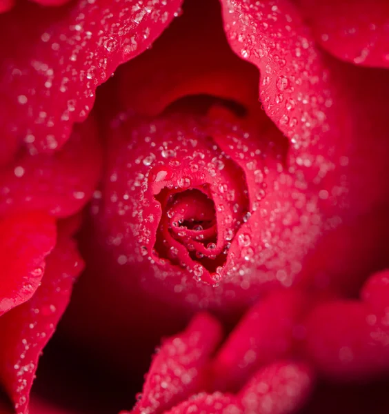Rosa rossa fiore — Foto Stock