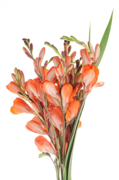 Orange lilies — Stock Photo, Image